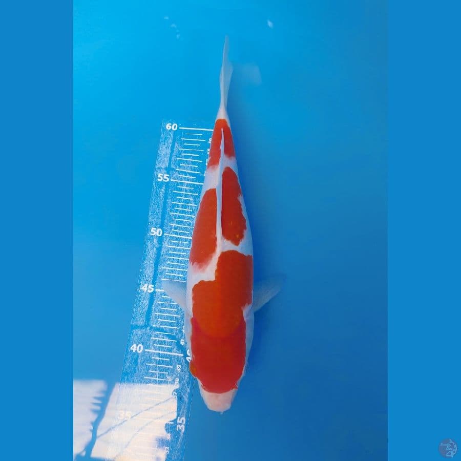 kohaku 30cm Up to body