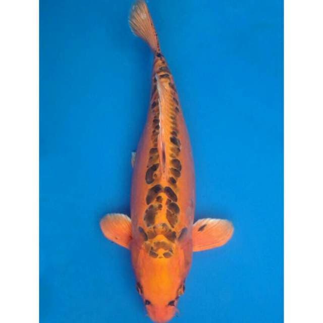 Ogata Jumbo Female Mizhuo
