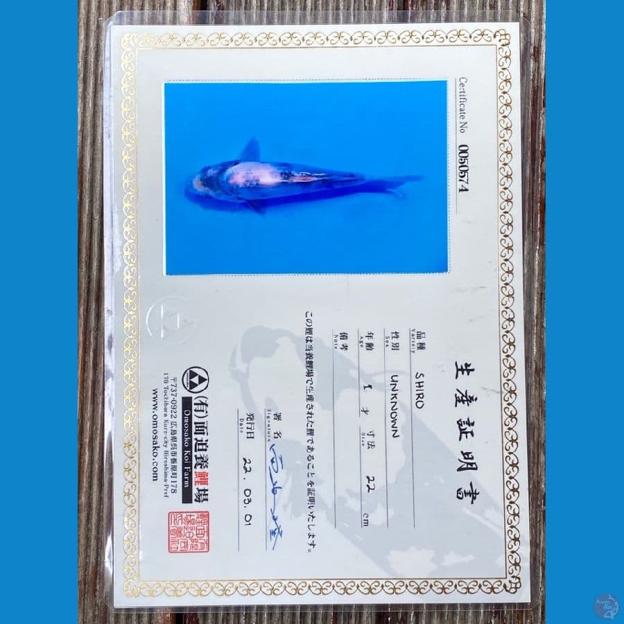 Shiro Omosako Koi Farm