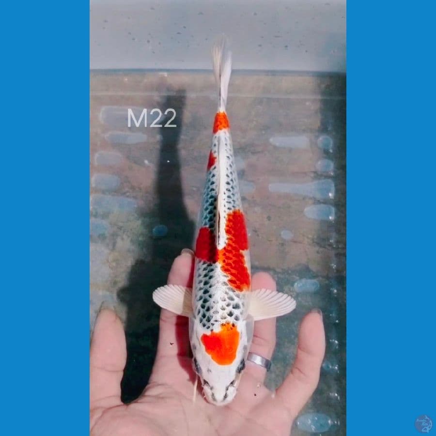 sq kujaku jantan 22cm
