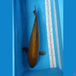 cagoi good fukurin 50 cm