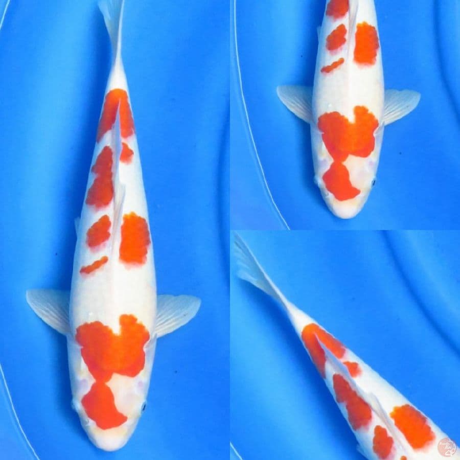 42cm , Jumbo Tosai Kohaku Ori 