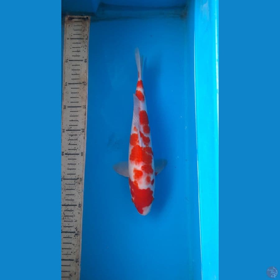 kohaku