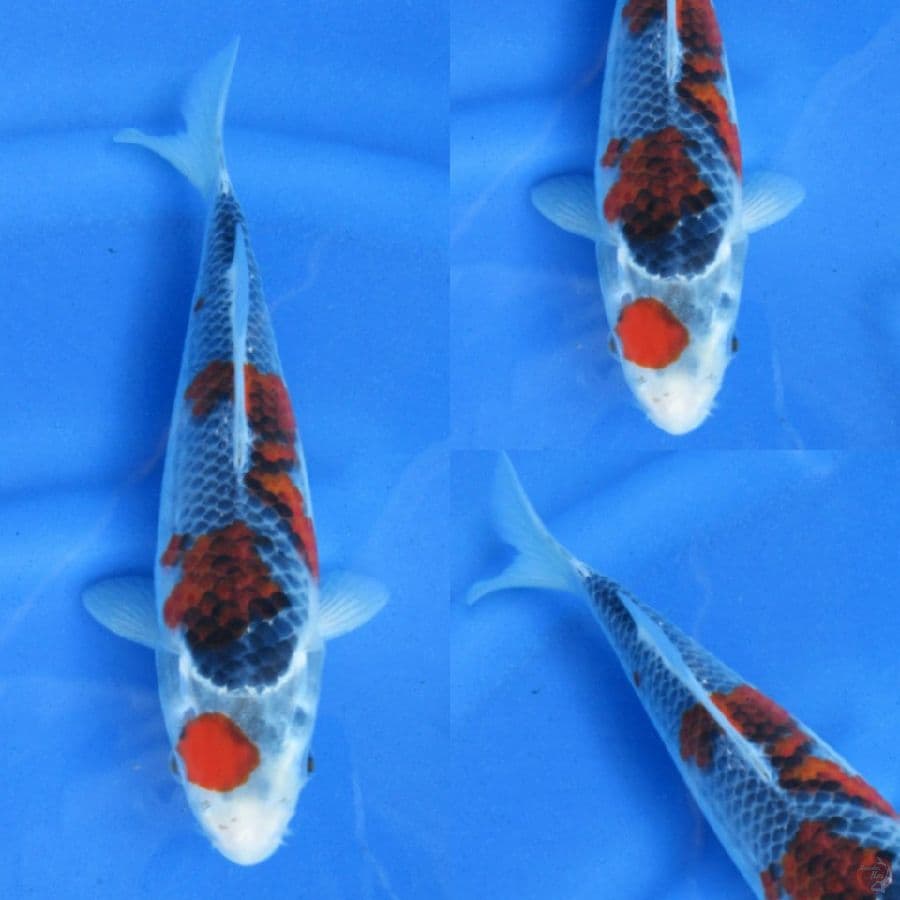 27cm , F1 Goshiki