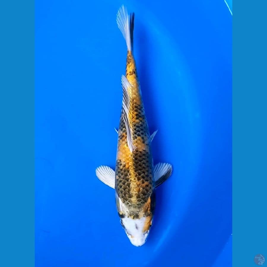 KIN SHOWA 31CM