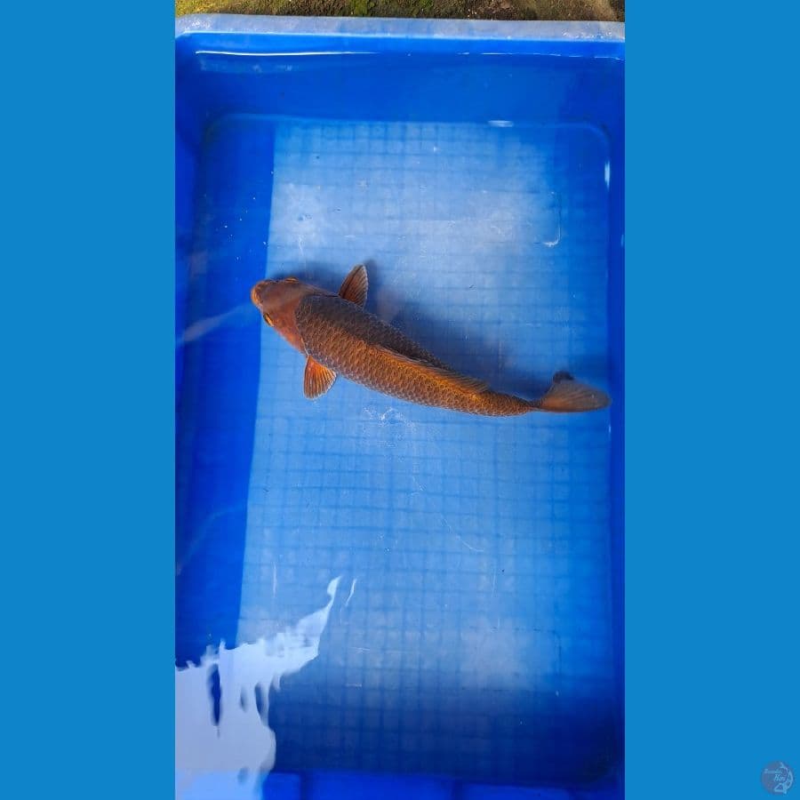caramel