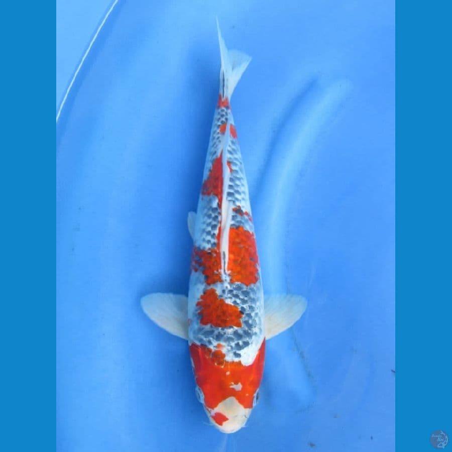 37cm - Male Goshiki