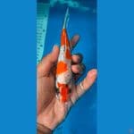 showa gindrin 15 cm