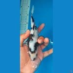 shiro gindrin 17 cm
