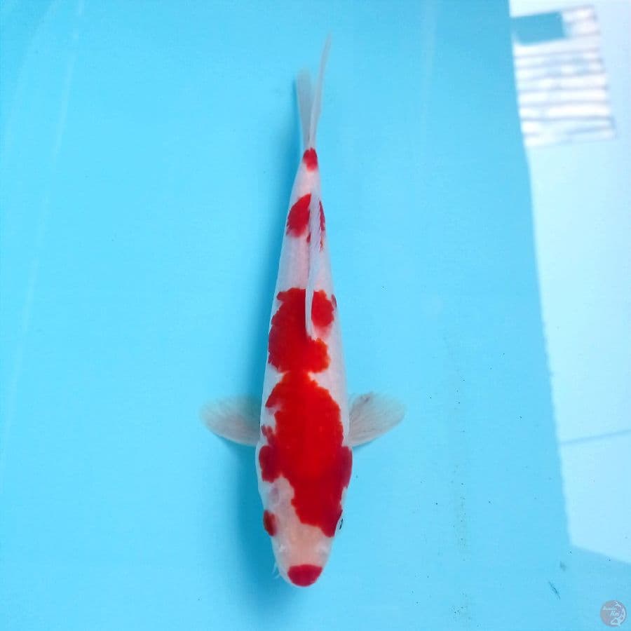 kohaku, 23 cm