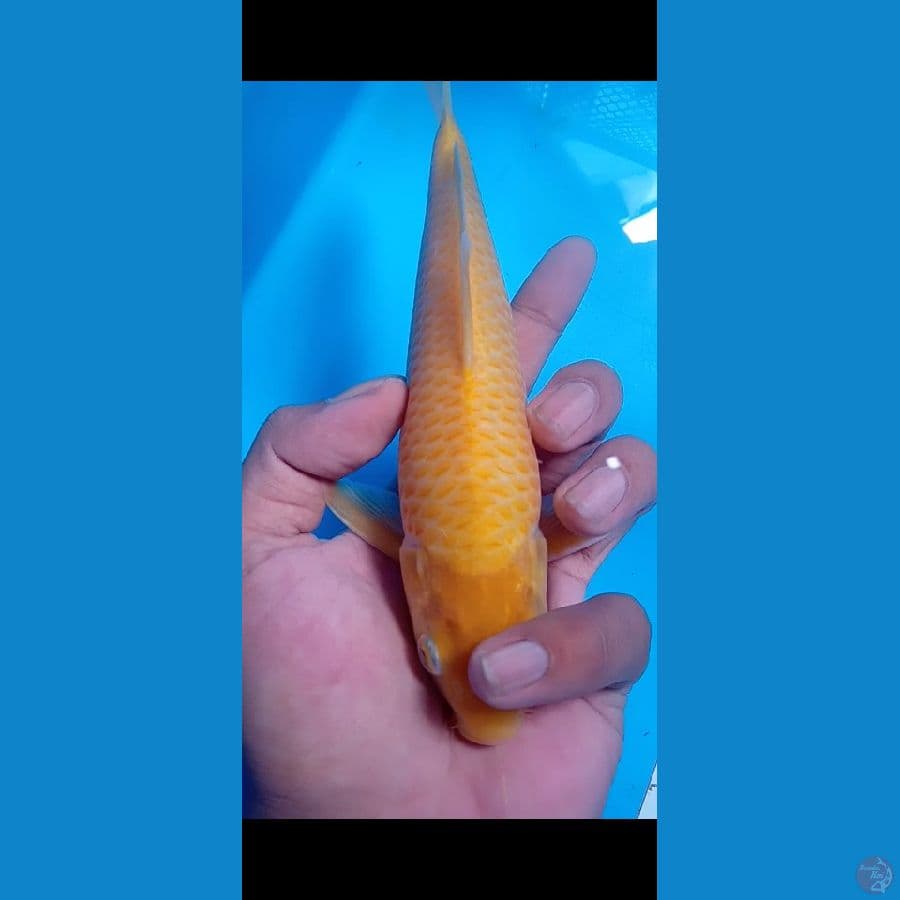 karasi corn bahan keep
