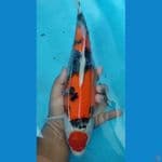 RARE GHOSIKI SANKE MARUTEN~35CM FM