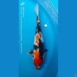 showa 33cm
