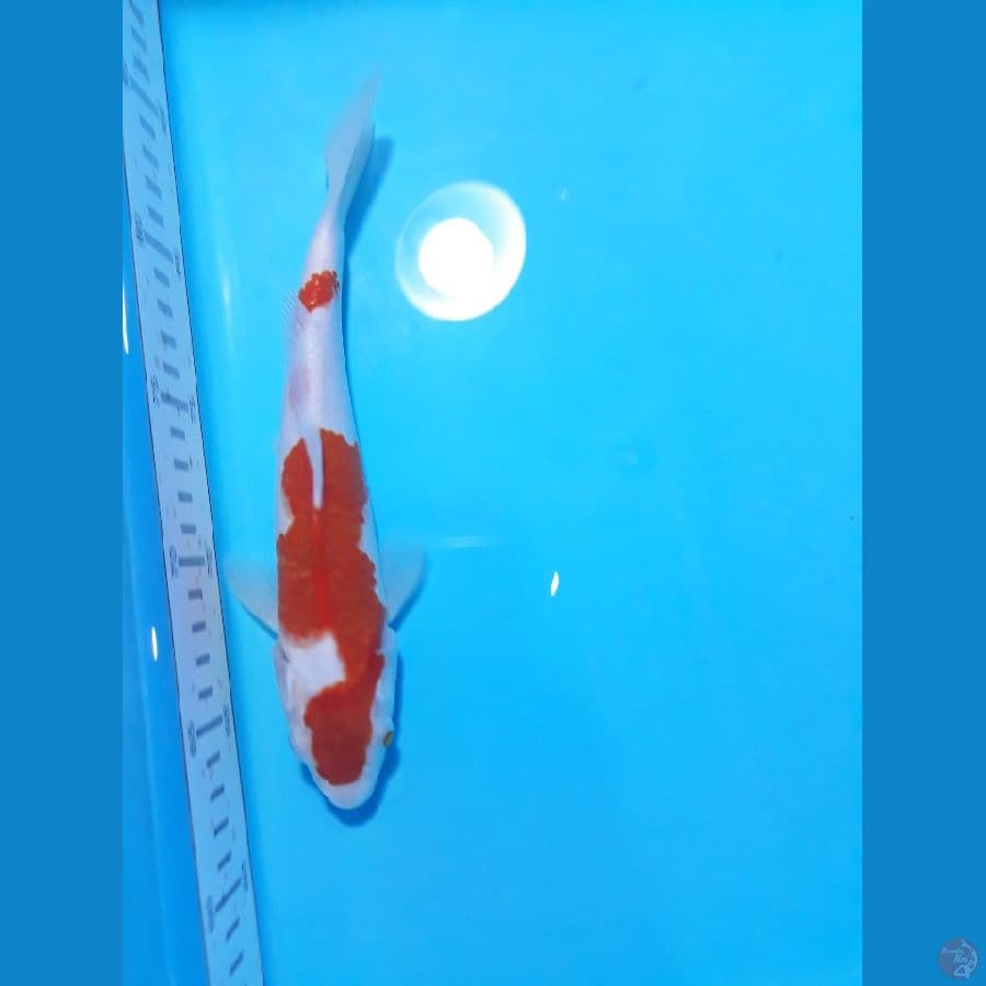 Kohaku 23cm
