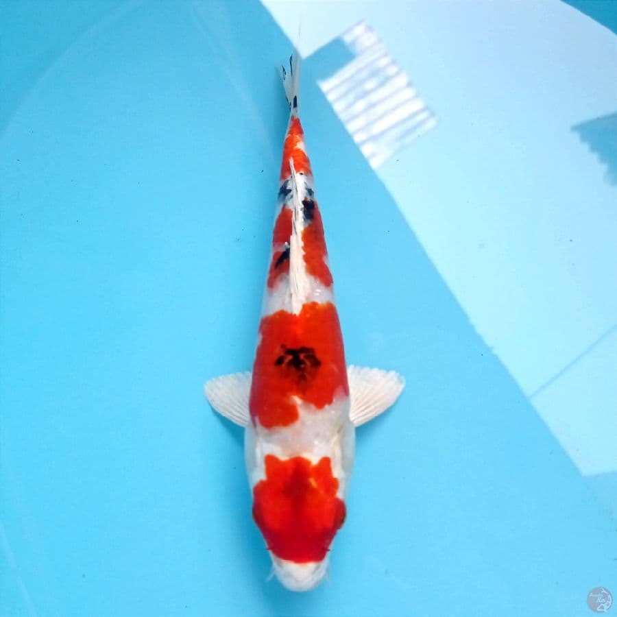 sanke hikari, 25 cm