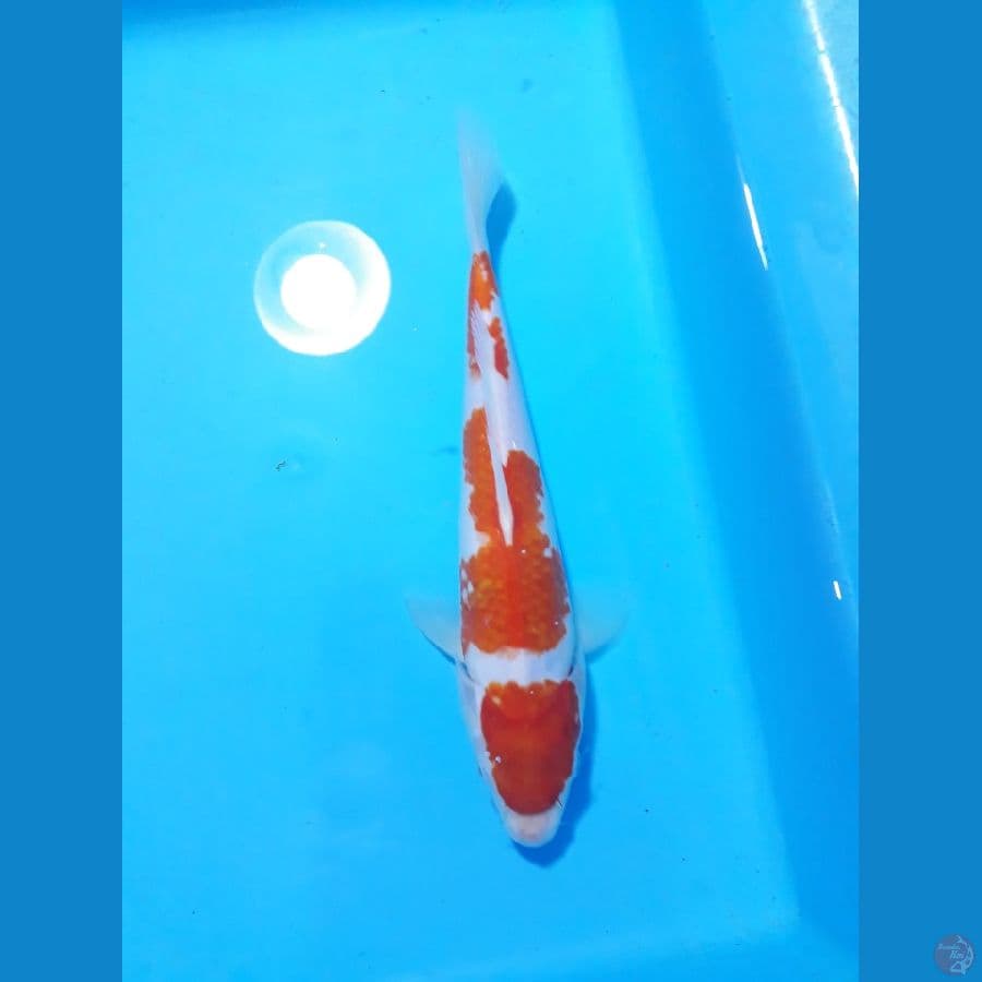kohaku 25cm