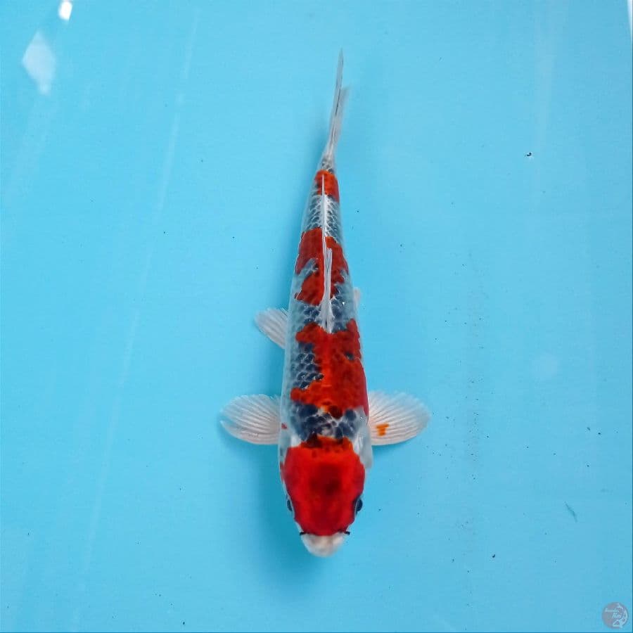 goshiki, 20 cm
