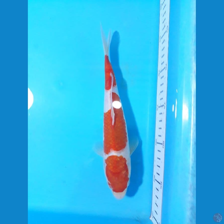 kohaku 22cm