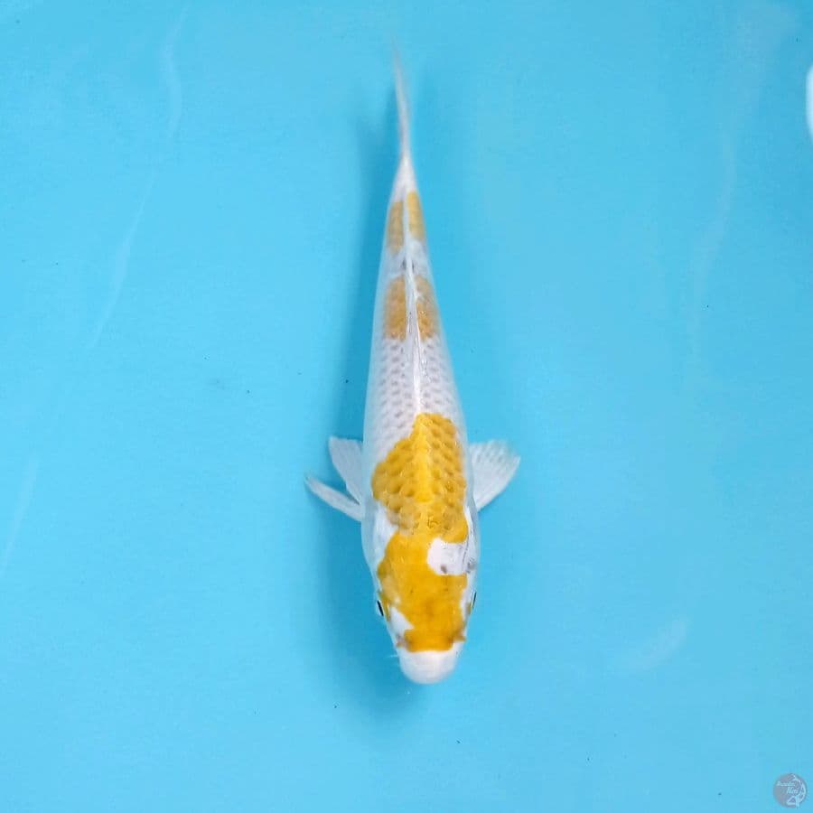 hariwake, 16 cm