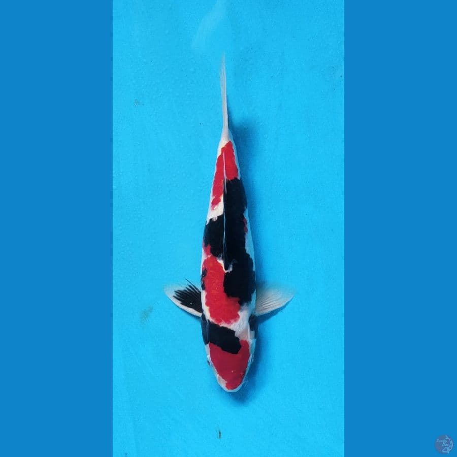 showa ori male 30cm...