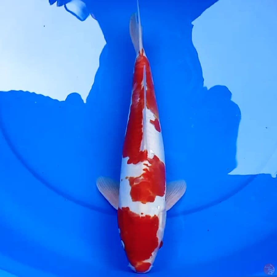 40cm DOITSU INAZUMA KOHAKU