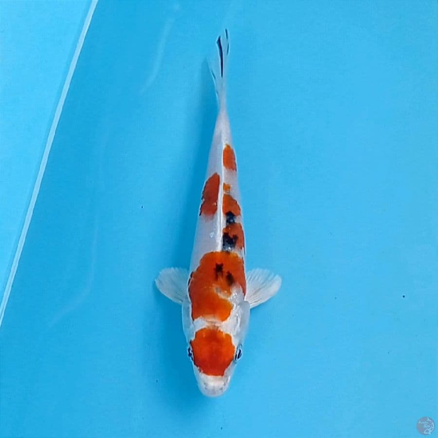 sanke hikari, 15 cm