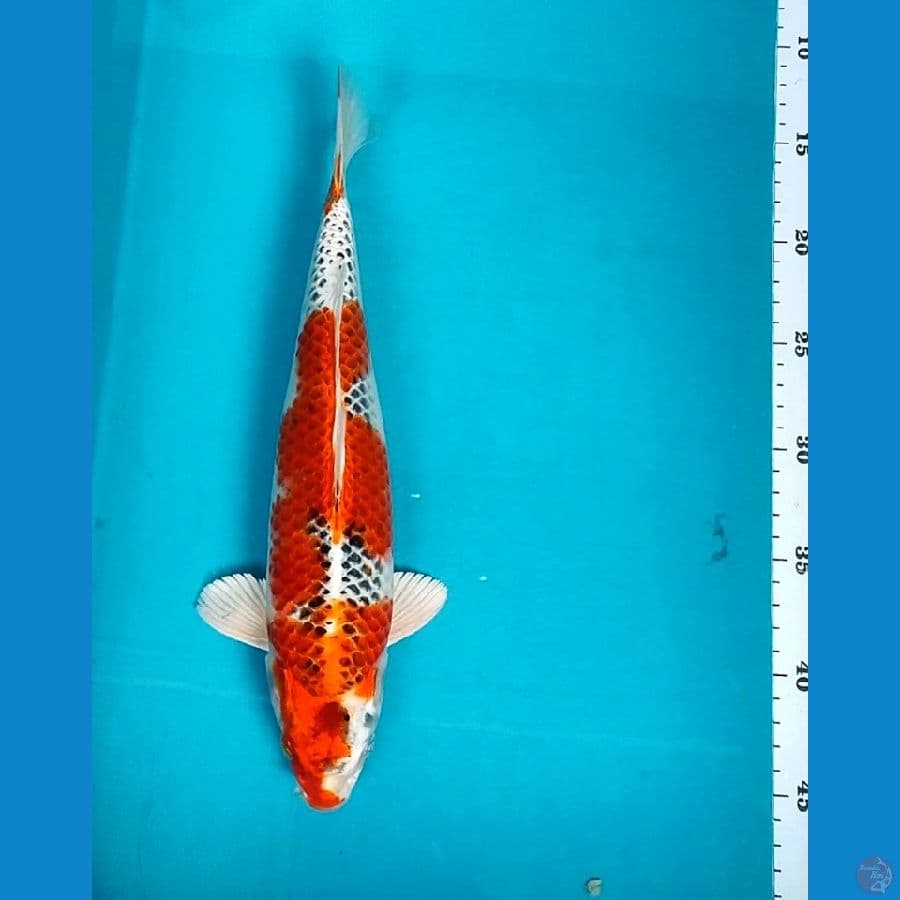 KUJAKU 32CM MALE