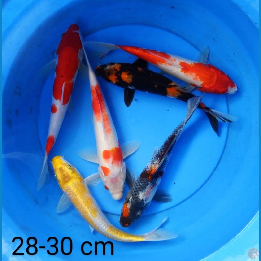 mix 28-30 cm
