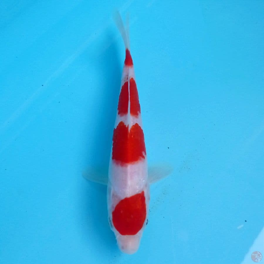 kohaku, 18 cm