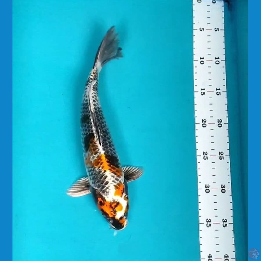 KIN SHOWA 30CM