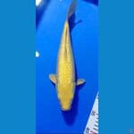 Karasi Ginrin 35cm