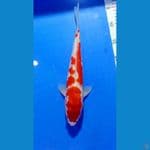 Kohaku 33cm jantan