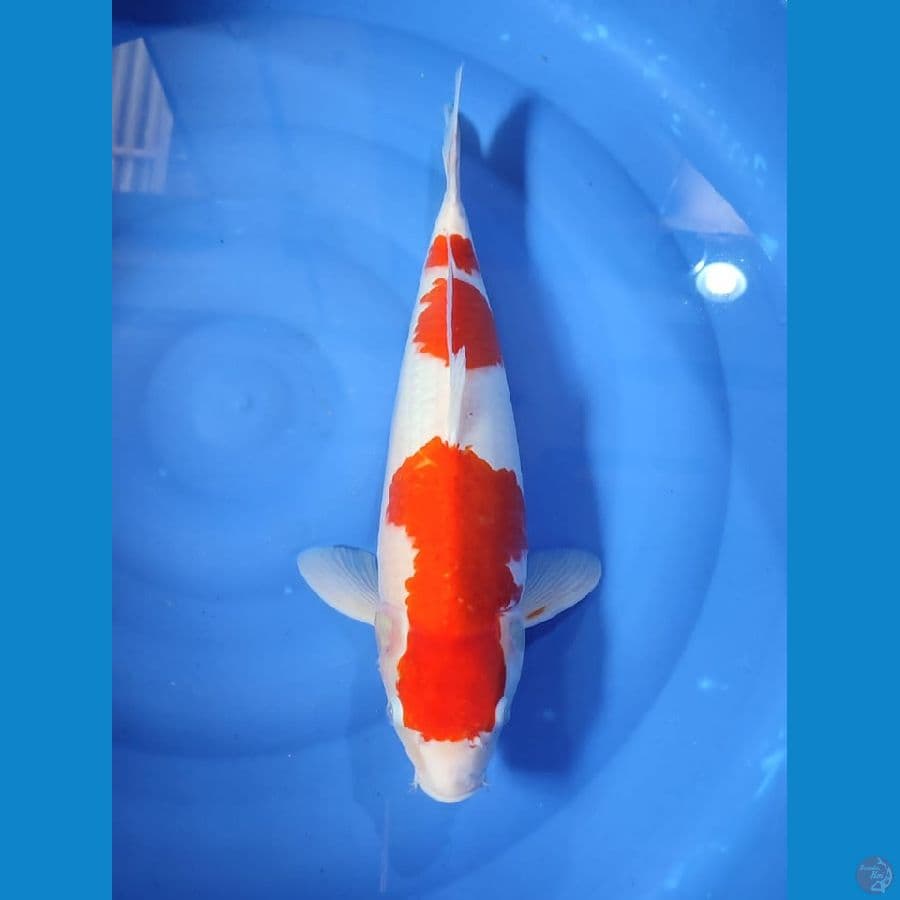 kohaku F44cm