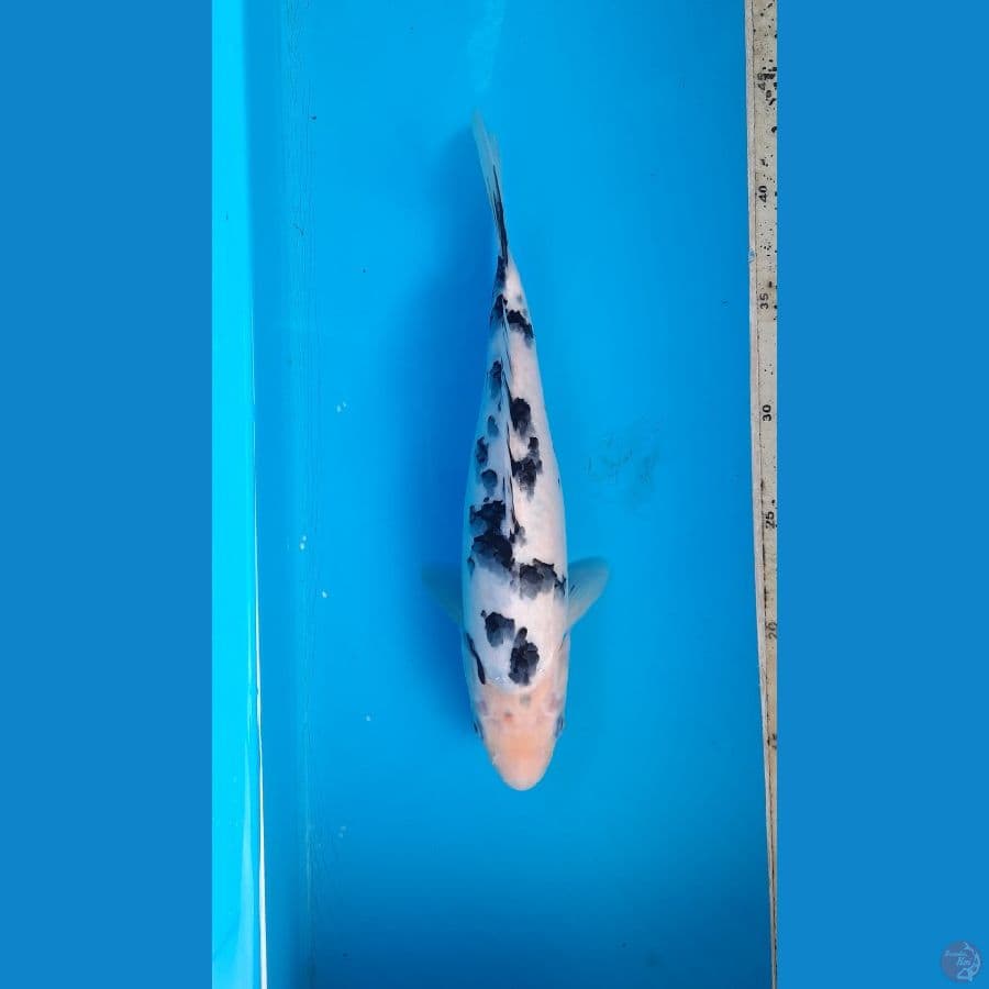 bekko