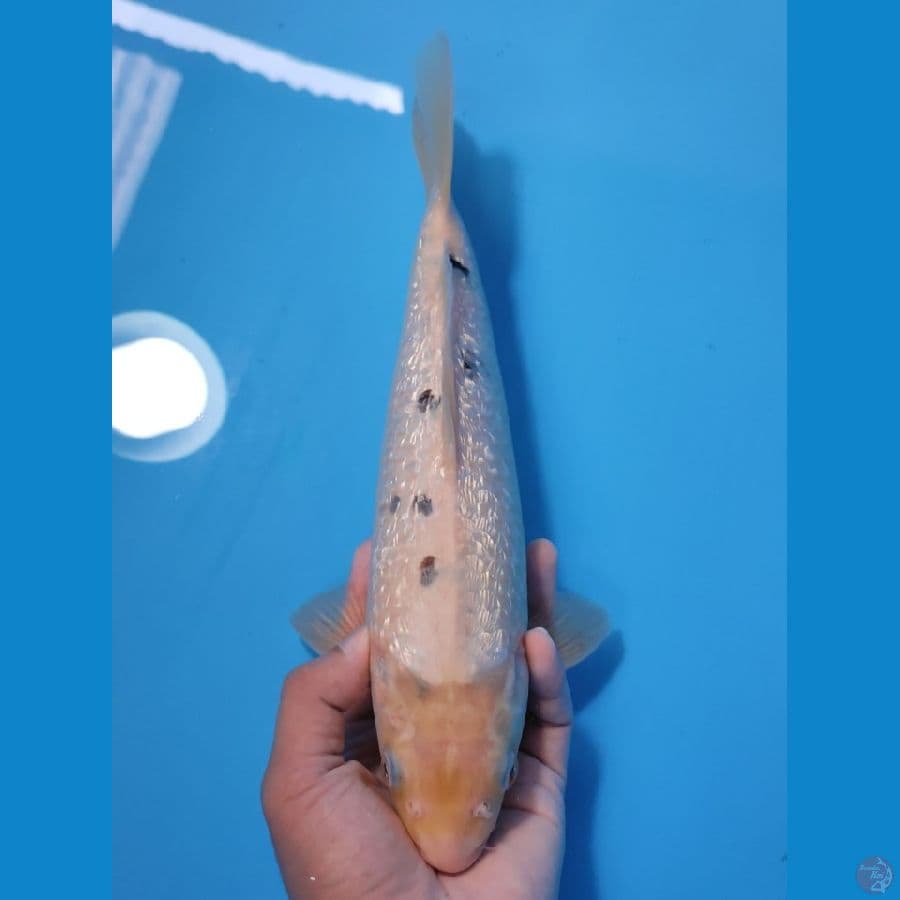 BEKKO GINRIN TATEGOI 32CM - MALE
