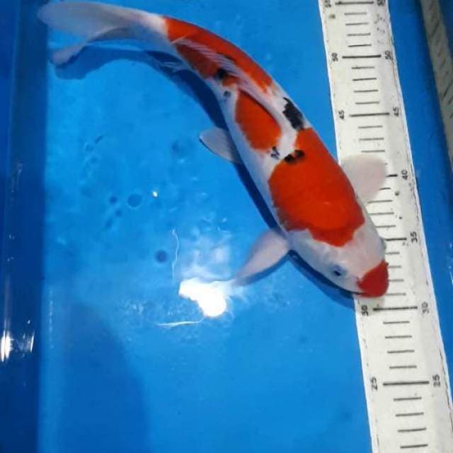 SANKE 33 CM
