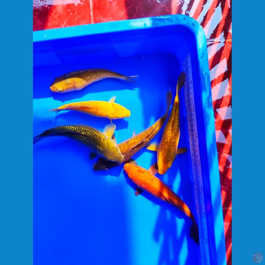 mix koi (karashi, karamel, midori) ginrin 20-25cm 6 ekor
