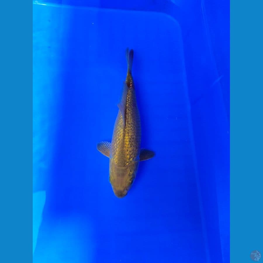 karashi ginrin 18 cm f