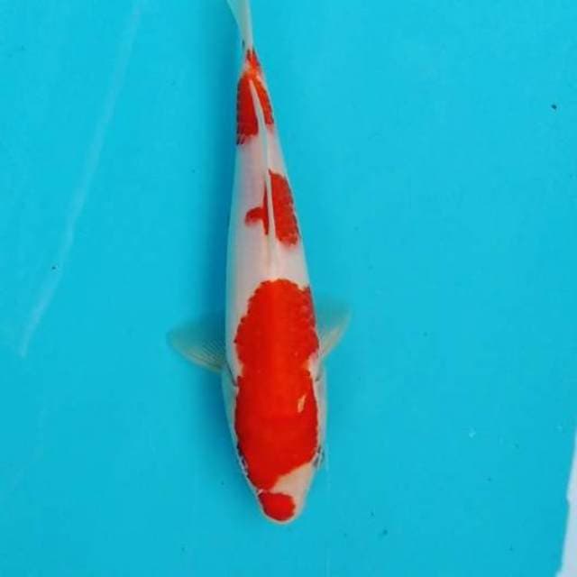 Kohaku bagus