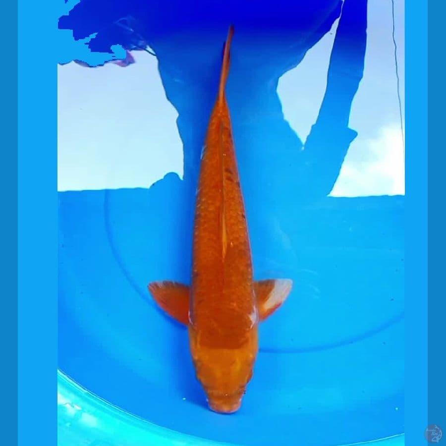 50cm JINAK CHAGOI JUMBO