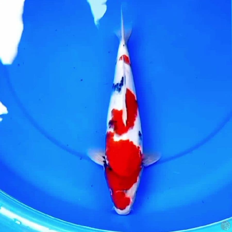 34cm TATEGOI BOKE SHOWA