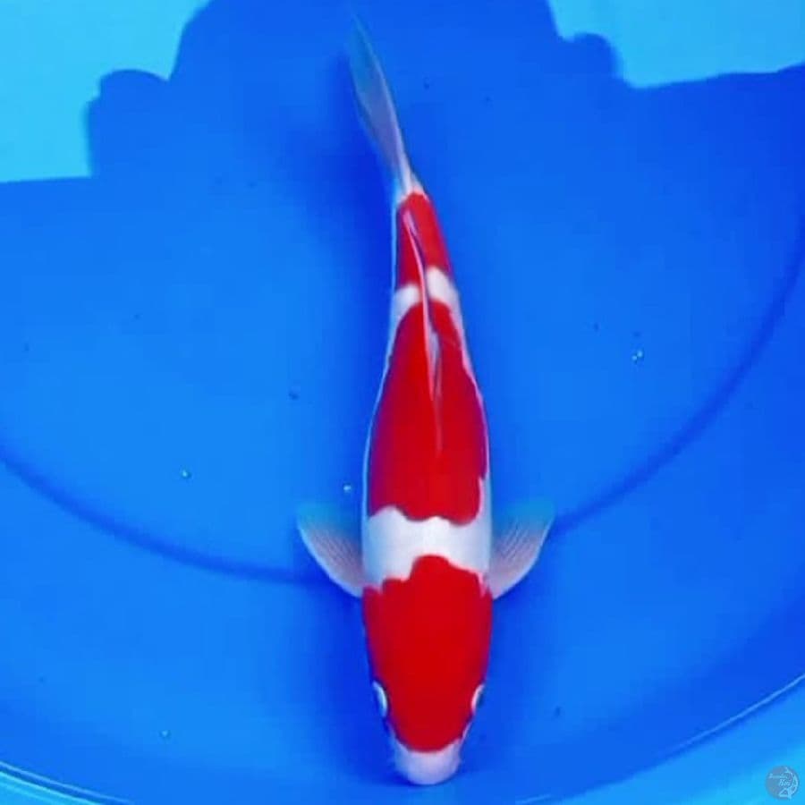 30cm SQ DOITSU KOHAKU