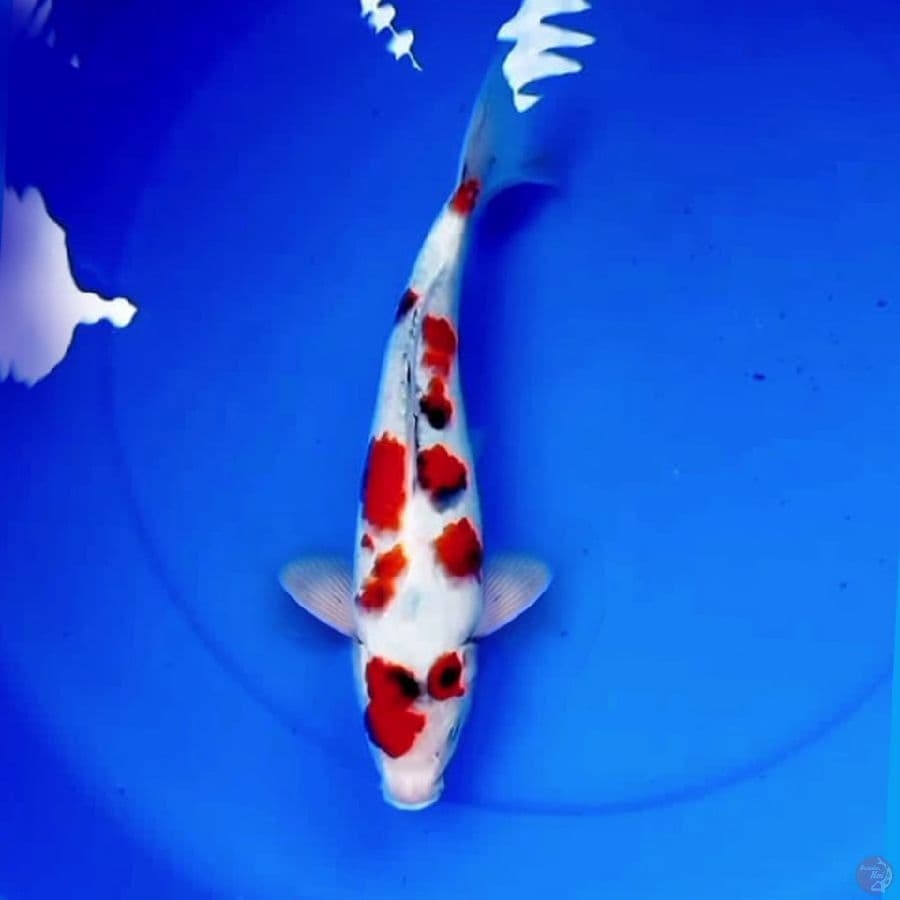 32cm F1 SAKURA SANKE 