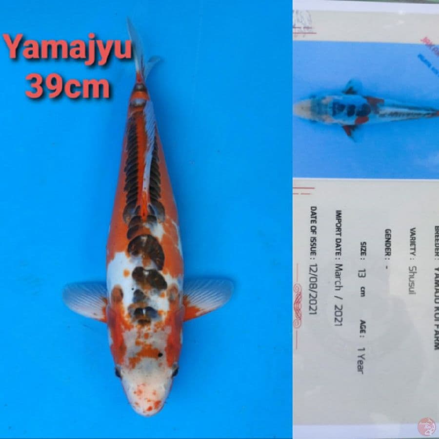 YAMAJYU SHUSUI 39CM SERTI