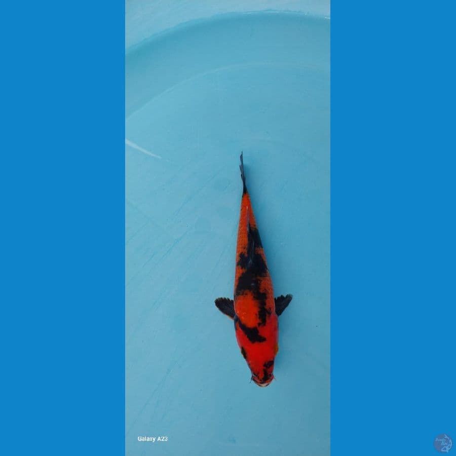 Hiutsuri 20 cm