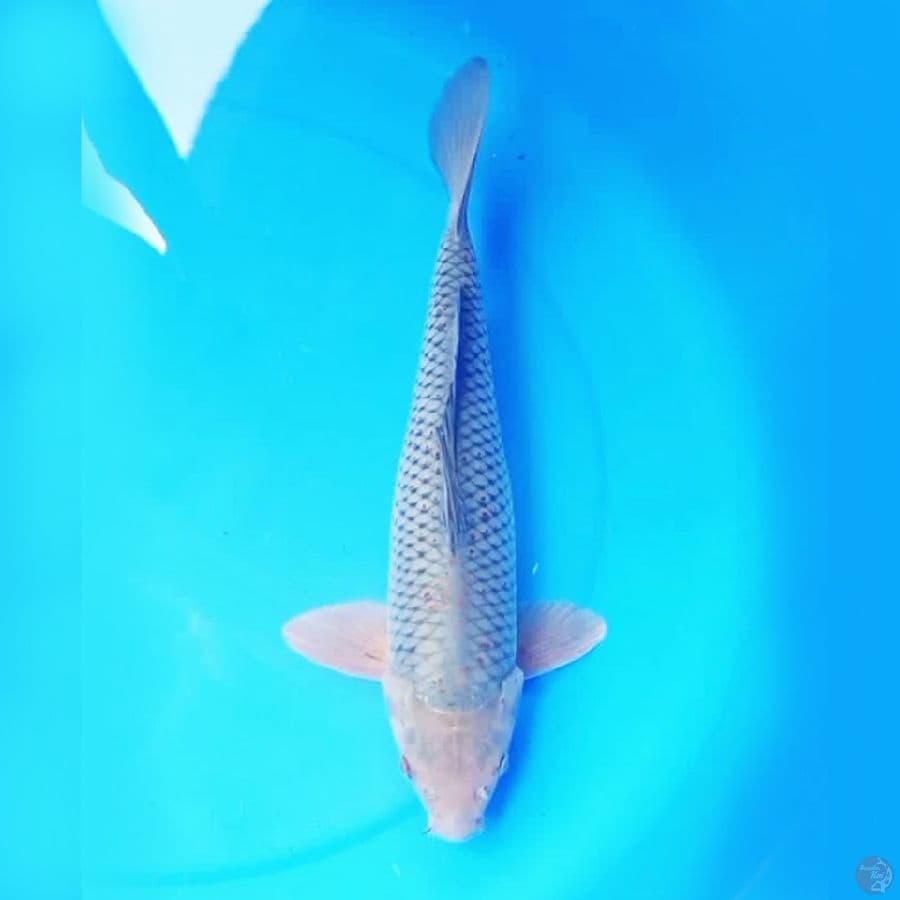 37cm BULKY SORAGOI JINAK