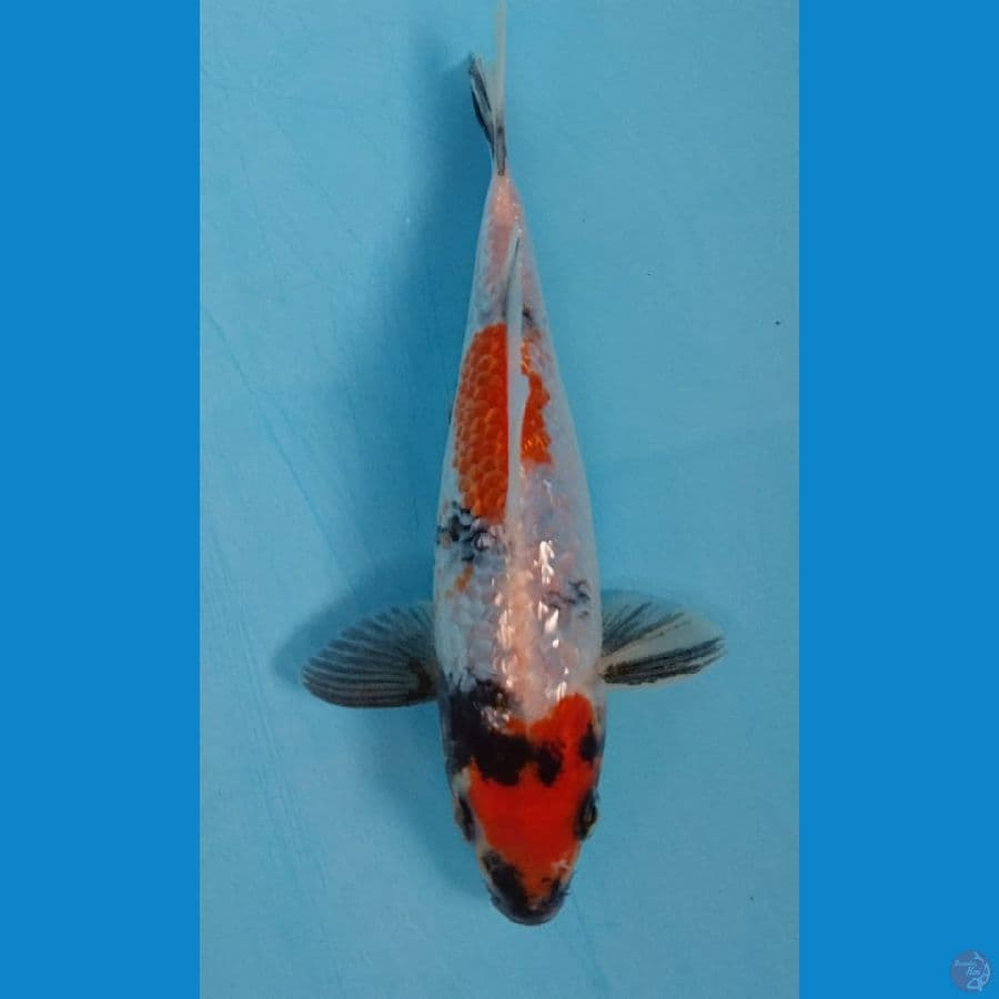 Kindai Showa 16 cm