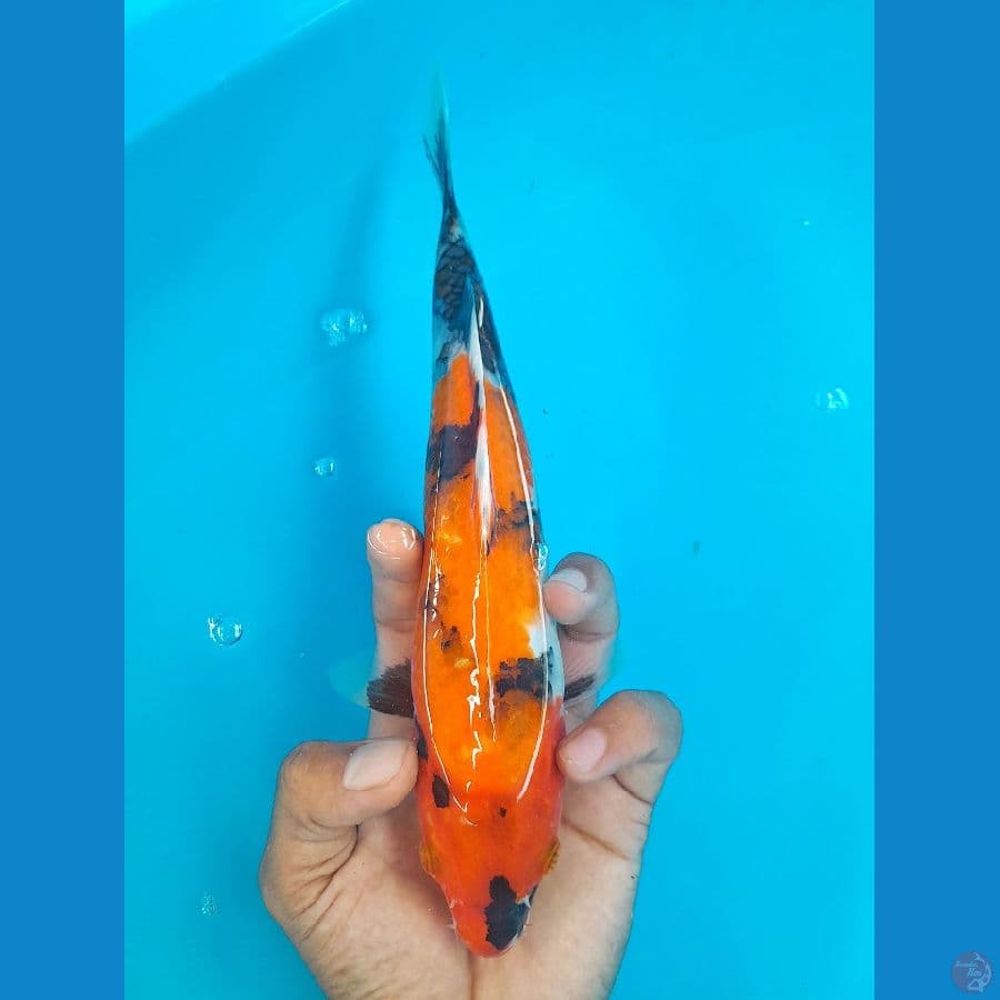 SHOWA (24CM)