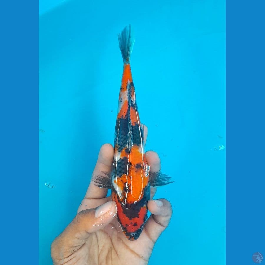 SHOWA (20CM)