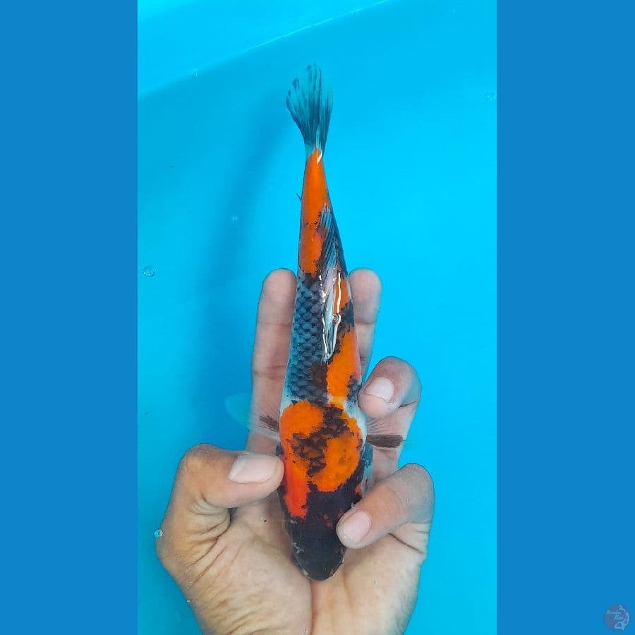 SHOWA (20CM)